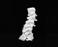 Spinal BioModel Image 2