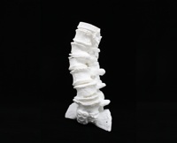Spinal BioModel Image 4